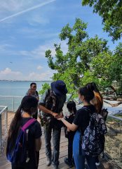 Chek Jawa Boardwalk Nature Tour