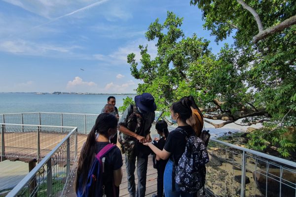 Chek Jawa Boardwalk Nature Tour