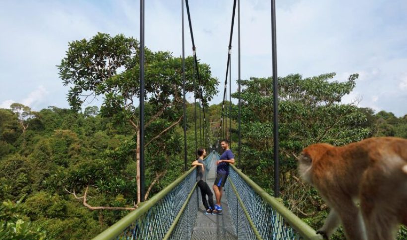 Couple-Suspension-Bridge-Monkey-Trees-Macritchie-Treetop-Walk-Trailhead_medium-768x512