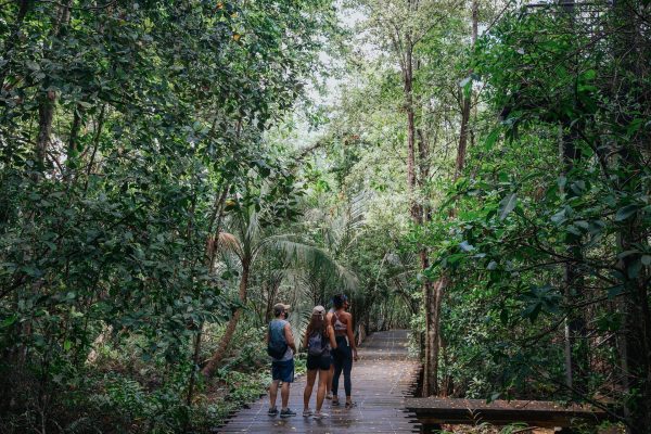 Chek Jawa Boardwalk Nature Tour