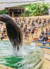 singapore-zoo